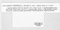 Inocybe geophylla image